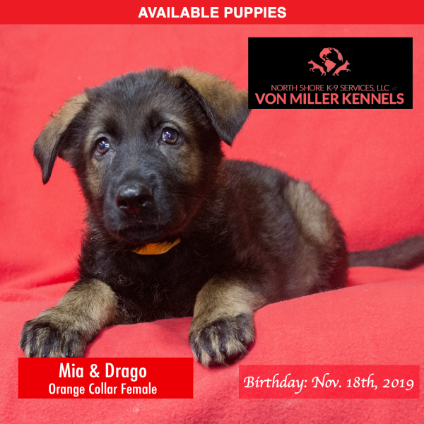 Von-Miller-Kennels_Puppies-German-Shepherds-11-18-2019-litter-Orange-Female-8